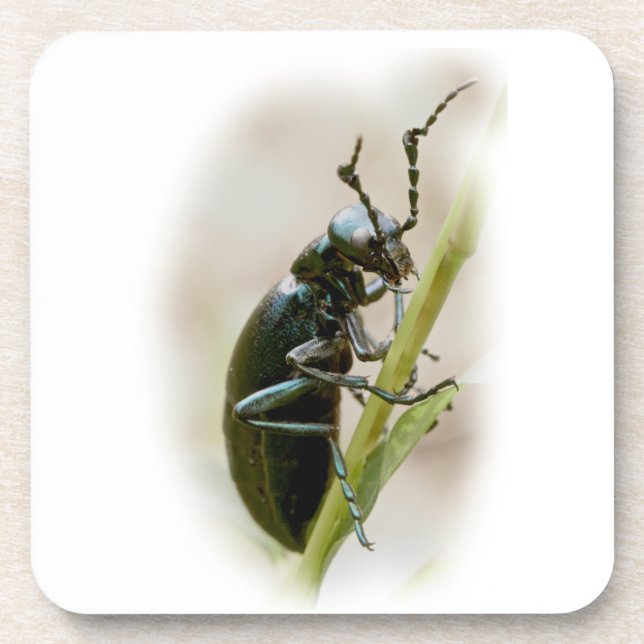Dessous-de-verre Blister Beetle - Meloidae (Devant)