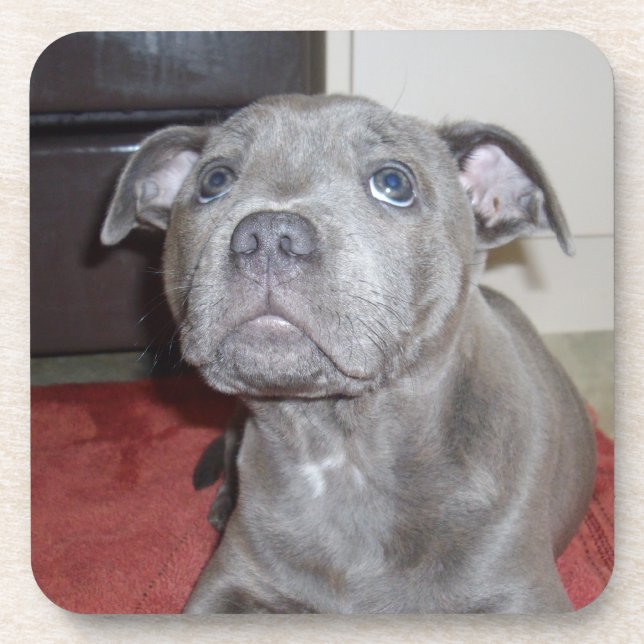 Dessous-de-verre Blue Staffordshire Bull Terrier Puppy (Devant)