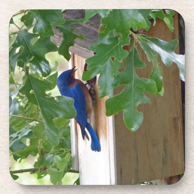 Dessous-de-verre Bluebird à la maison (Devant)
