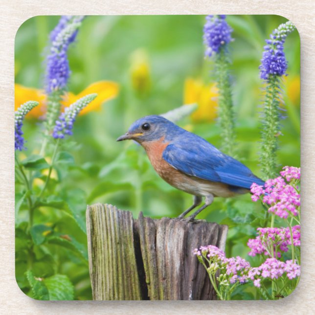 Dessous-de-verre Bluebird peins on fence post in flower garden (Devant)