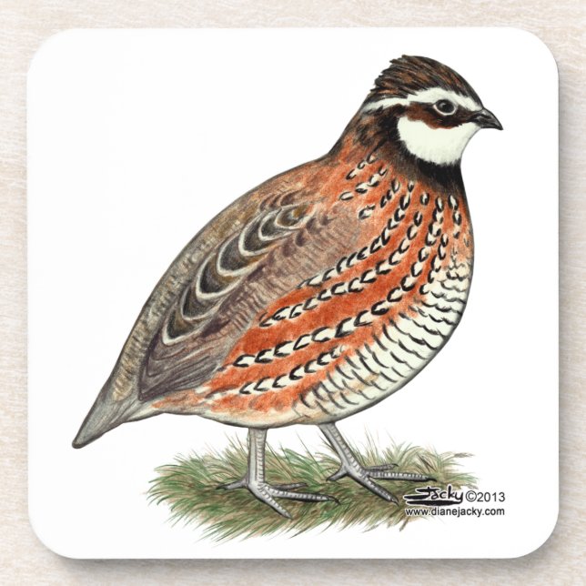 Dessous-de-verre Bobwhite Quail (Devant)