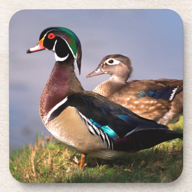 Dessous-de-verre Bord de lac, Canard branchu (Devant)