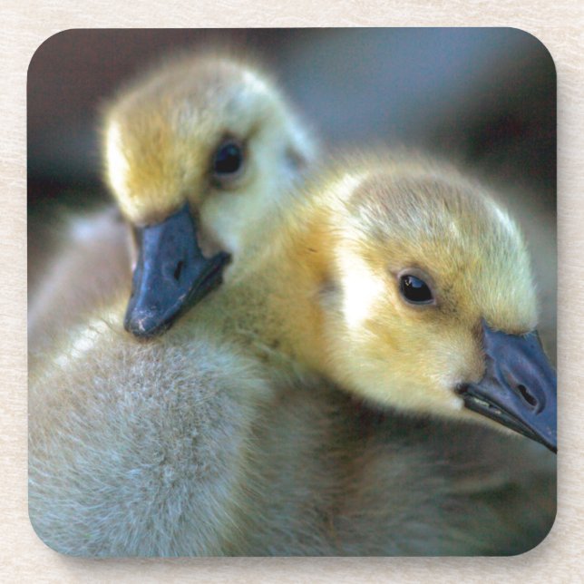 Dessous-de-verre Bord du lac (Devant)