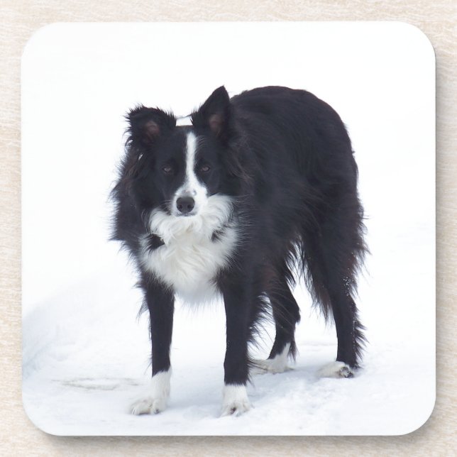 Dessous-de-verre Border collie (Devant)
