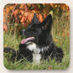 Dessous-de-verre Border collie haletant la fixation