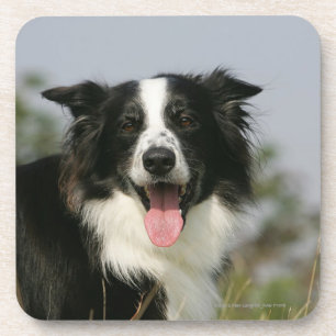 Dessous-de-verre Border collie haletant le Headshot 1