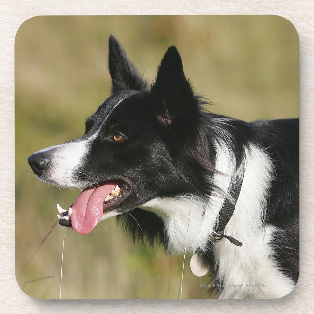 Dessous-de-verre Border collie haletant le Headshot 2 (Devant)