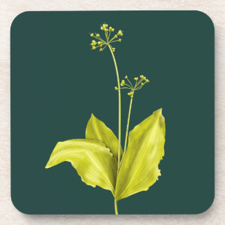 Dessous-de-verre Botanique d'ail sauvage Plante vert