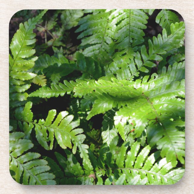 Dessous-de-verre Botanique de fèves vertes de printemps (Devant)