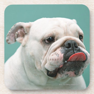 Dessous-de-verre Bouledogue