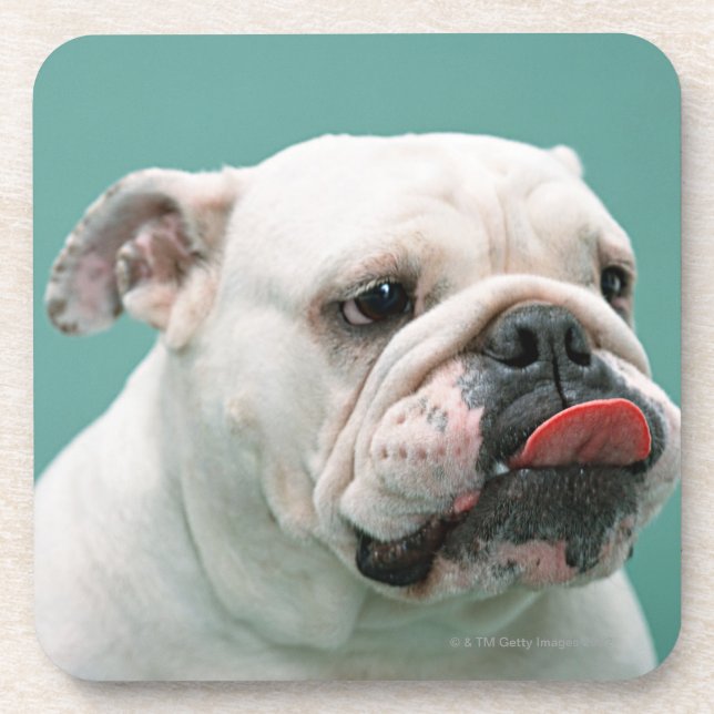 Dessous-de-verre Bouledogue (Devant)