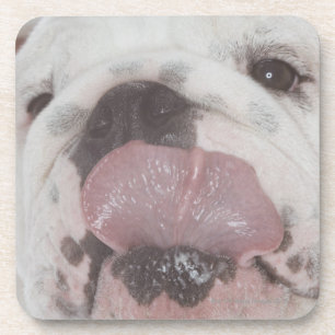 Dessous-de-verre Bouledogue 2