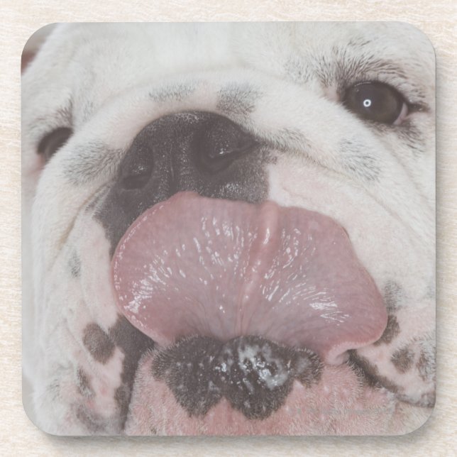 Dessous-de-verre Bouledogue 2 (Devant)
