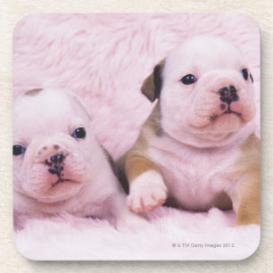 Dessous-de-verre Bouledogue ; a souvent appelé le bouledogue