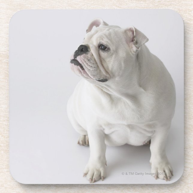 Dessous-de-verre Bouledogue anglais blanc (Devant)