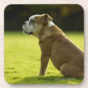 Dessous-de-verre Bouledogue dans le domaine