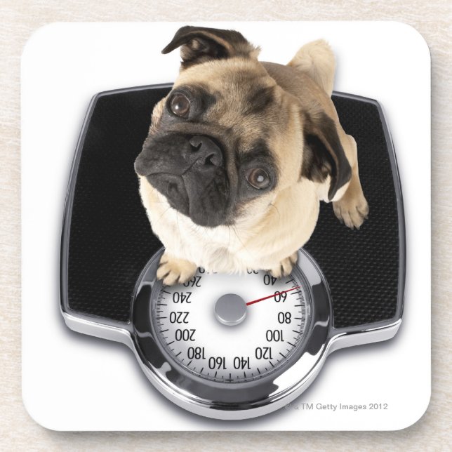 Dessous-de-verre Bouledogue français sur des échelles regardant (Devant)
