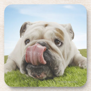 Dessous-de-verre Bouledogue se trouvant sur l'herbe léchant des