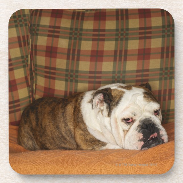 Dessous-de-verre bouledogue se trouvant sur un sofa (Devant)