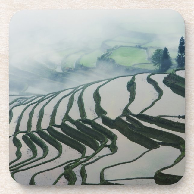 Dessous-de-verre Brouillard de matin au-dessus des gisements de riz (Devant)