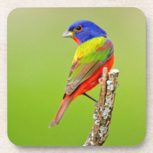Dessous-de-verre Bruant à tête rouge (Passerina ciris) Mâle perché