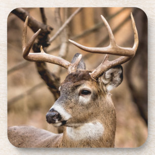 Dessous-de-verre Buck de cerf à queue blanche