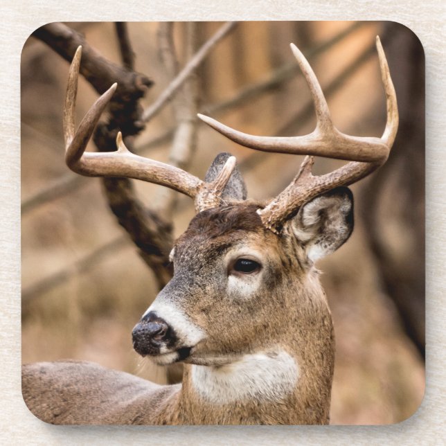 Dessous-de-verre Buck de cerf à queue blanche (Devant)