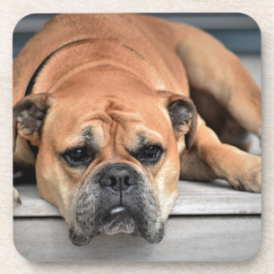 Dessous-de-verre Bull Dog