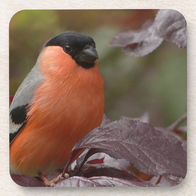 Dessous-de-verre Bull Finch (Devant)