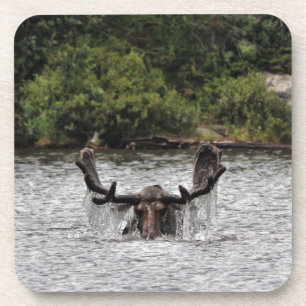 Dessous-de-verre Bull Moose