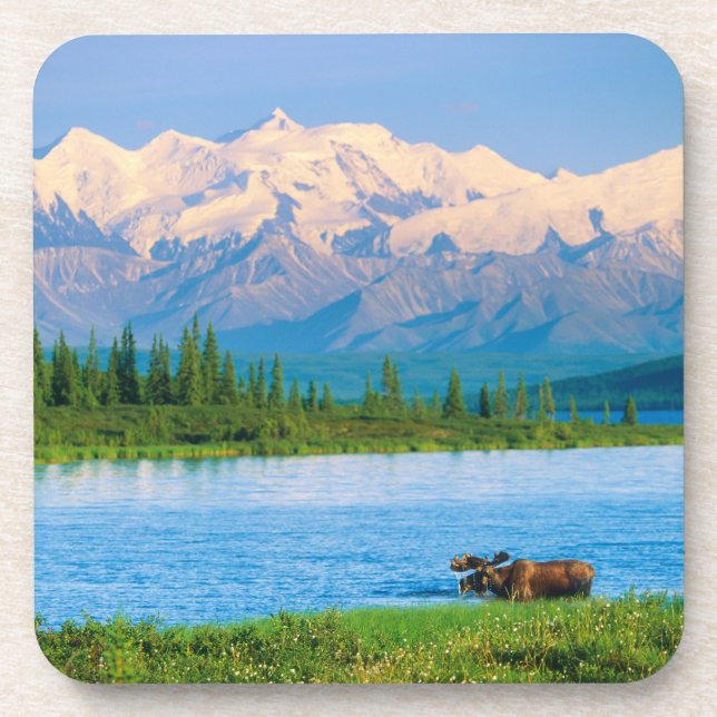 Dessous-de-verre Bull moose in Wonder Lake (Devant)