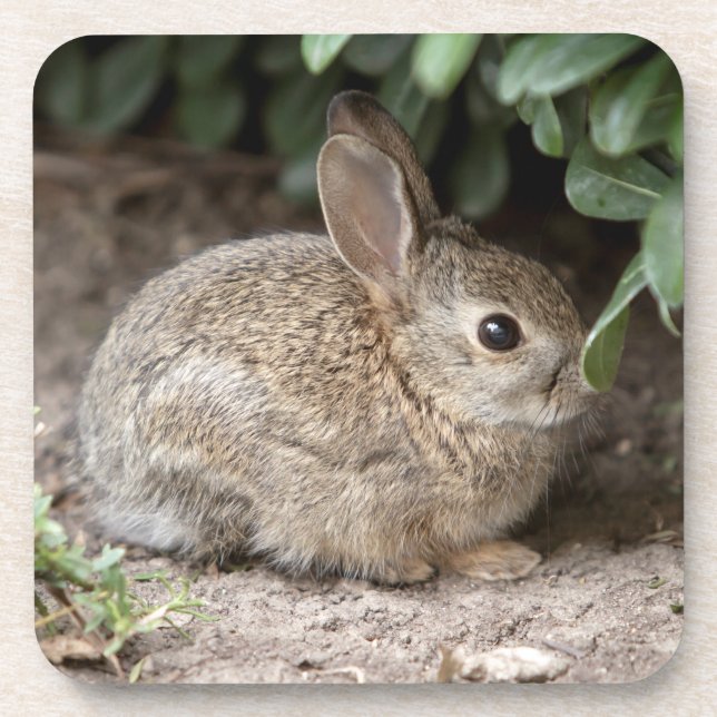 Dessous-de-verre Bunny carré (Devant)