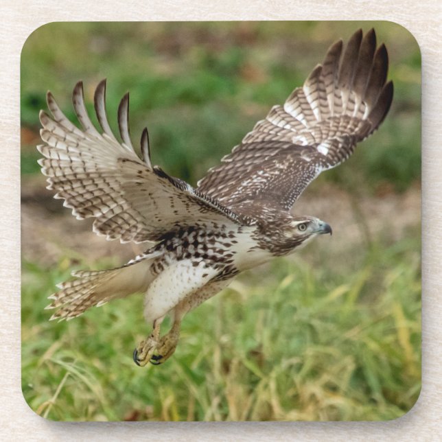 Dessous-de-verre Buse à queue rouge immature (Devant)