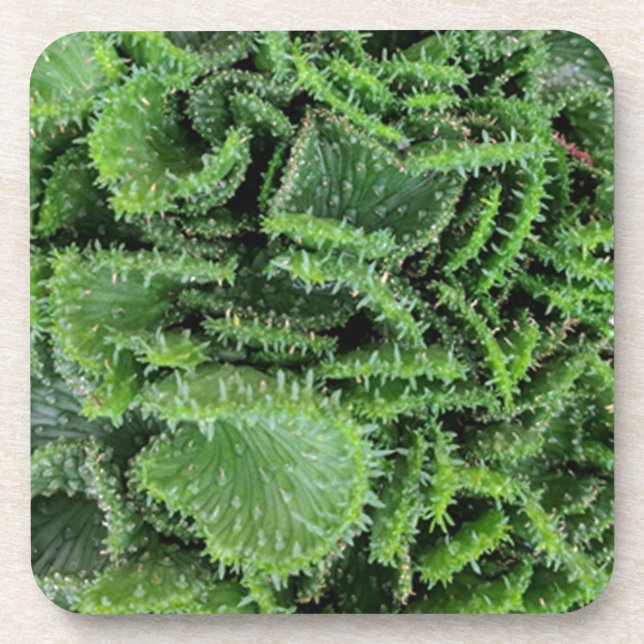 Dessous-de-verre Cactus (Devant)