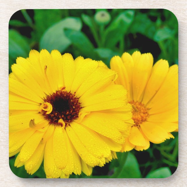 Dessous-de-verre Calendula Officinalis (Devant)
