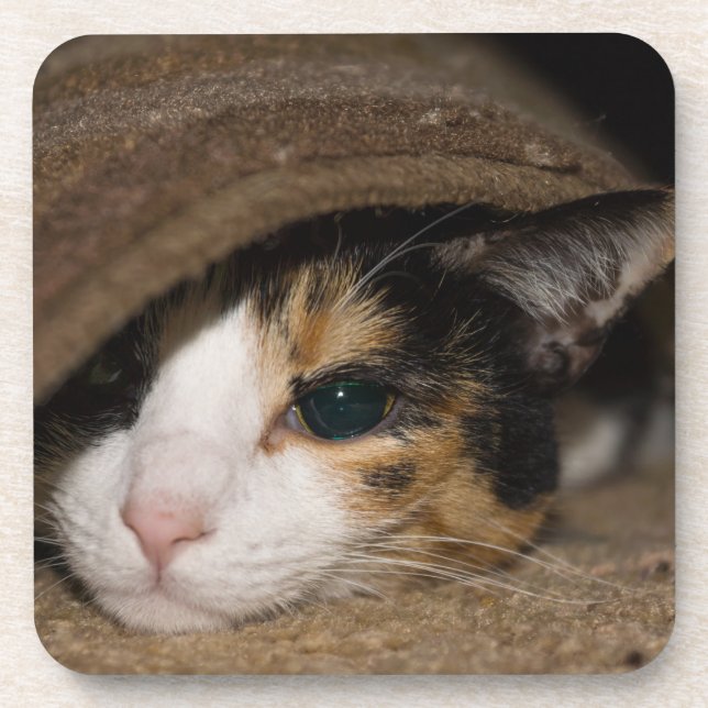 Dessous-de-verre Calico Taco (Devant)