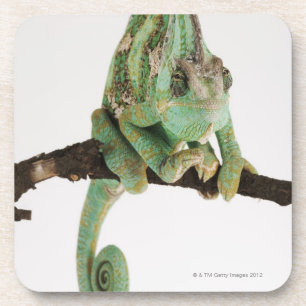 Dessous-de-verre Caméléon hardiment coloré avec la caractéristi