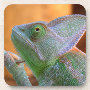 Dessous-de-verre Caméléon voilé