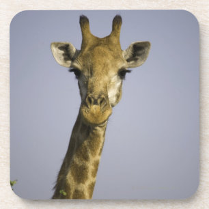 Dessous-de-verre (camelopardalis de giraffa), regardant