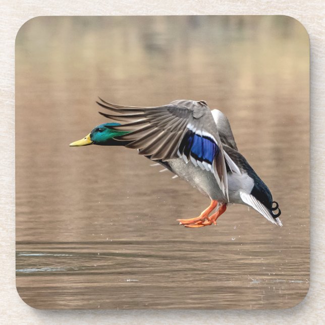 Dessous-de-verre Canard Mallard en vol (Devant)
