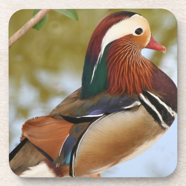 Dessous-de-verre Canard mandarin (Devant)