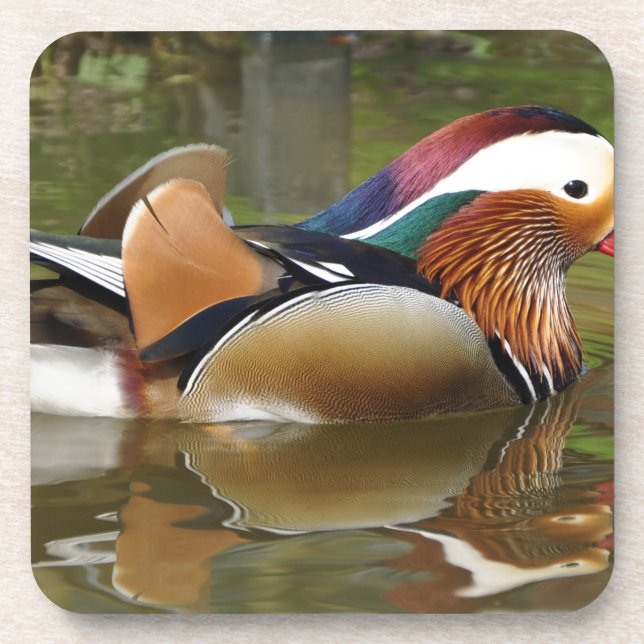 Dessous-de-verre canard mandarin (Devant)