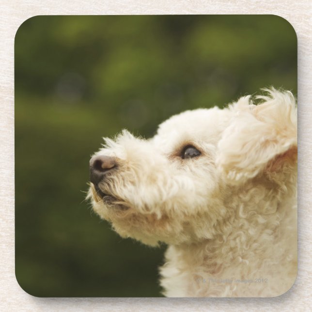 Dessous-de-verre Caniche 2 (blancs) (Devant)