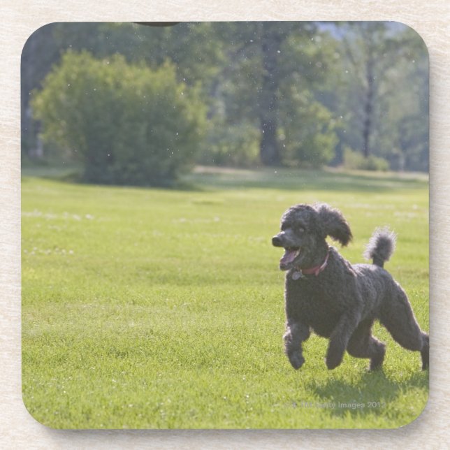Dessous-de-verre Caniche jouant le frisbee (Devant)