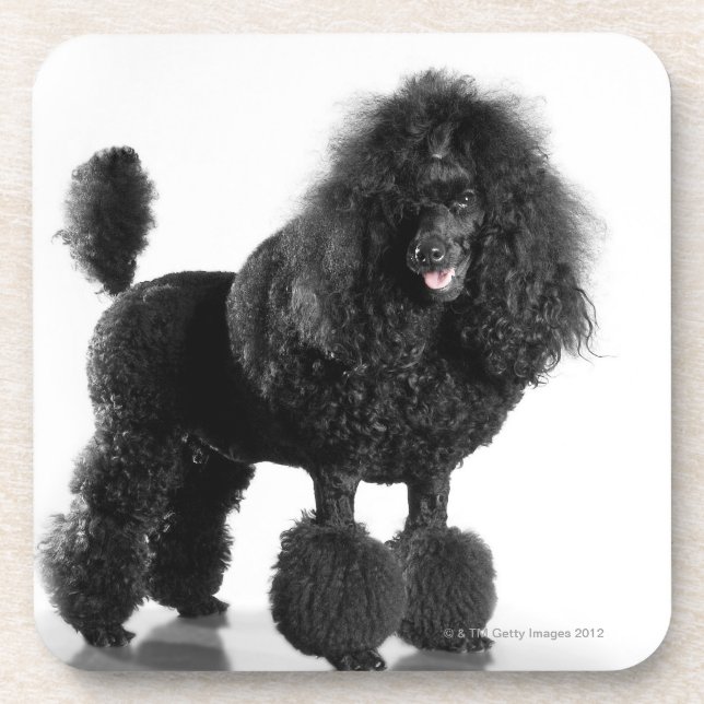Dessous-de-verre Caniche noir équilibré (Devant)