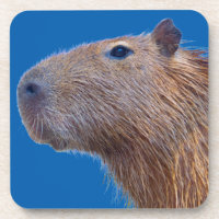Capybara