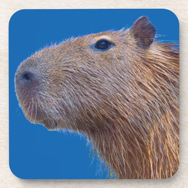 Dessous-de-verre Capybara (Devant)