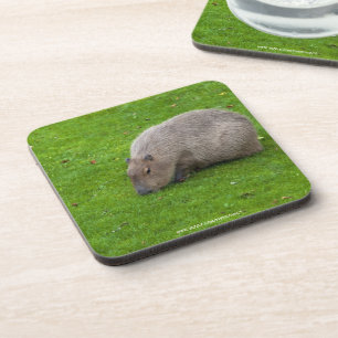Dessous-de-verre Capybara Animal Incroyable