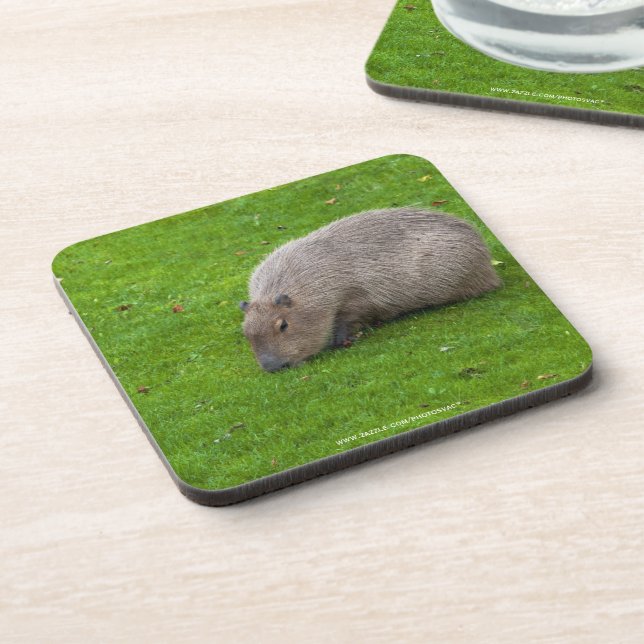 Dessous-de-verre Capybara Animal Incroyable (Côté gauche)