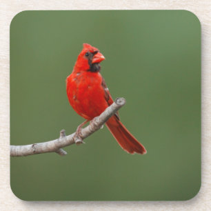 Dessous-de-verre Cardinal du Nord
